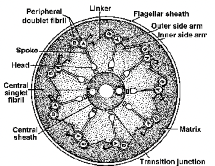 CILIA AND FLAGELLA